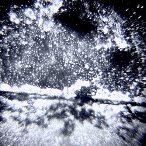 Imagen del proyecto "As we synch", llevado a cabo en LABoral por las artisas Lea Luka Sikau y Denisa Půbalová, en colaboración con el científico Felipe Lombó.